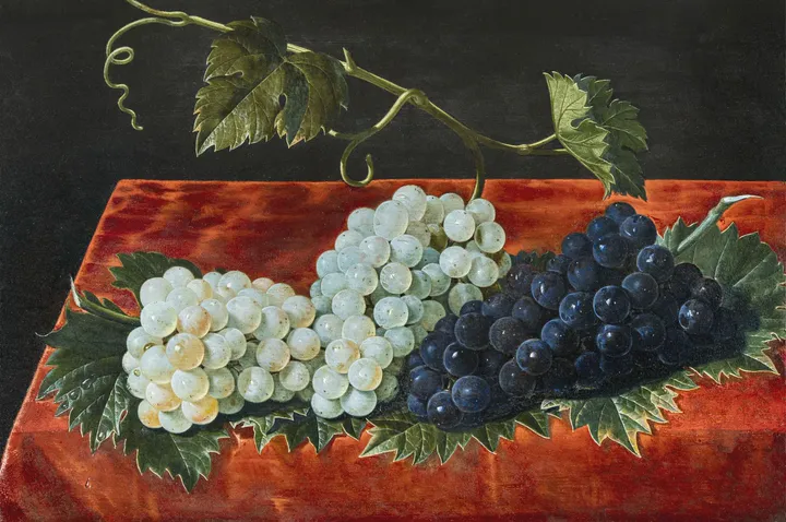 Grappe de raisins peinte en nature morte